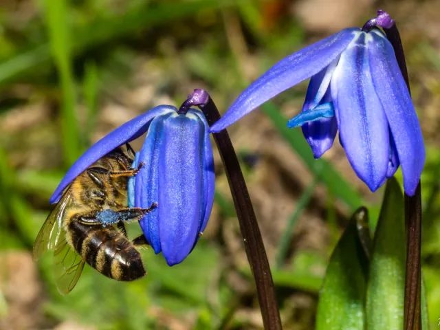Biene auf Blausternchen