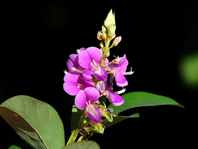 Cassia Indigo (Indigofera cassioides)