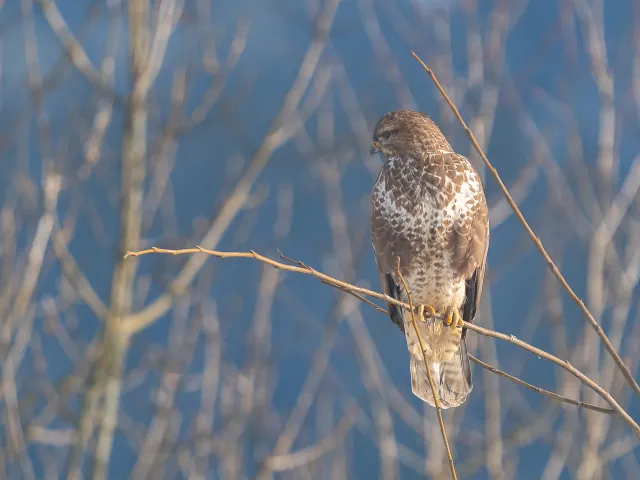 Mäusebussard am Ansitz