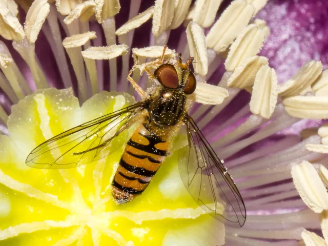 Hainschwebfliege im Schlafmohn