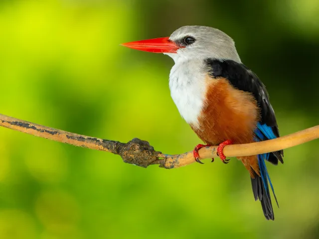 Eisvogel