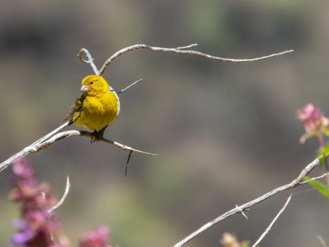 Kanarienvogel