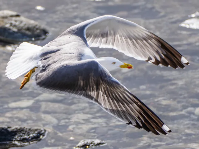 Möwe