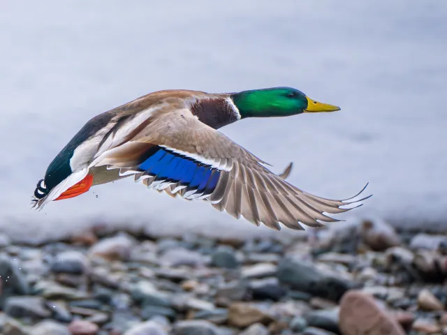 Stockente