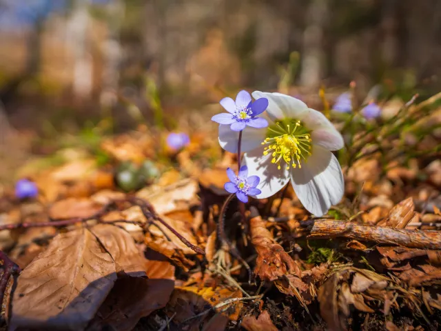 Schneerose & Leberblümchen