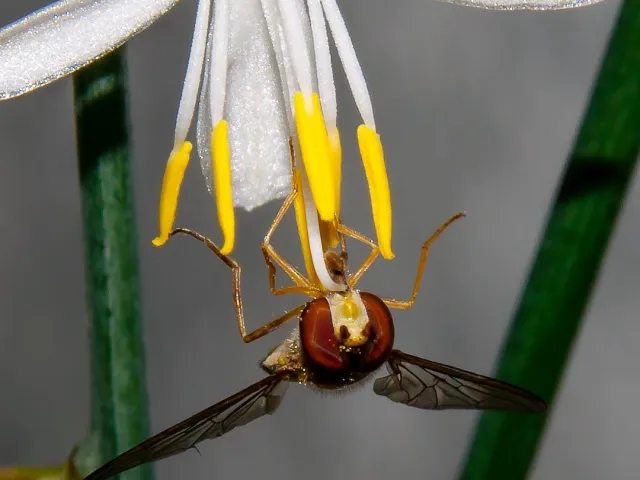 Schwebfliege auf Grünlilie