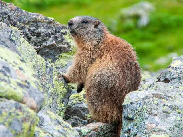 Manggei
