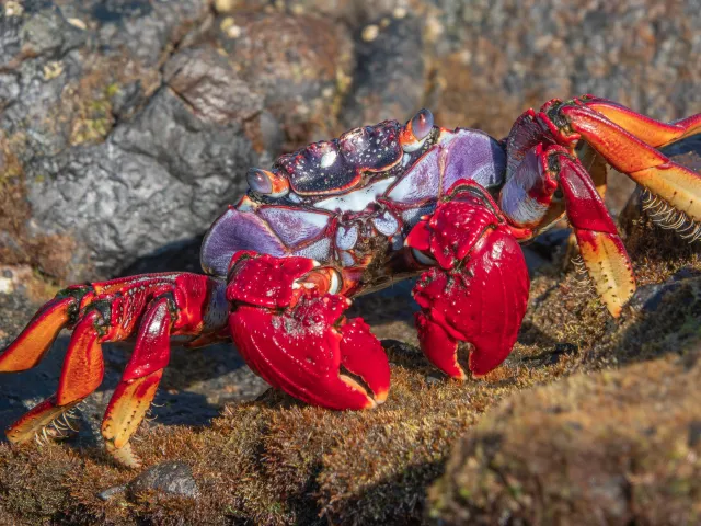 Die wunderschöne rote Strandkrabbe