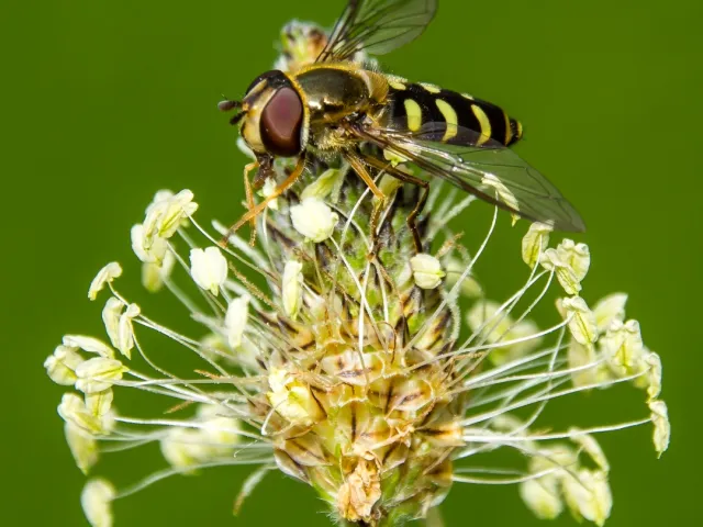 Mondfleck-Schwebfliege auf Spitzwegerich