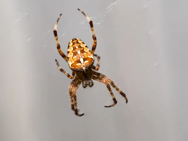 Spinne