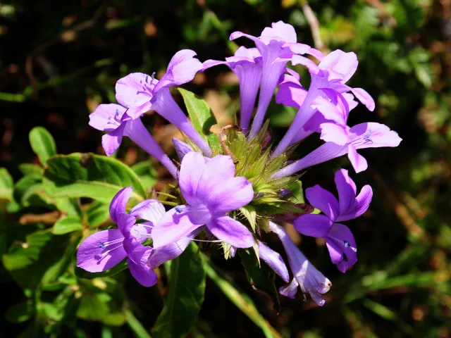 Philippine violet (Barleria cristata)