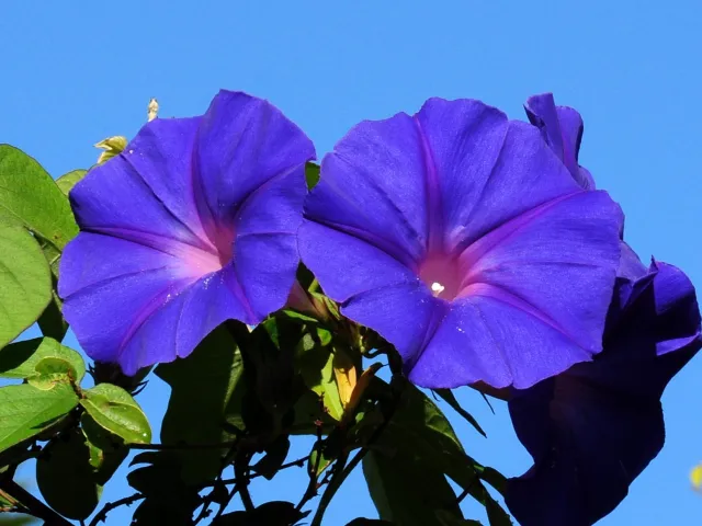 Prunkwinde (Ipomoea indica)