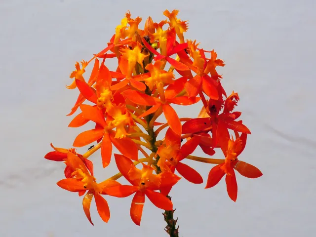 Red Crucifix Orchid (Epidendrum radicans)