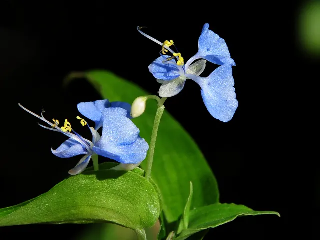 Tagblume (Commelina forsskalii)