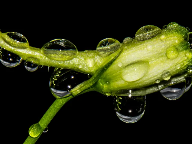 Wassertropfen.3