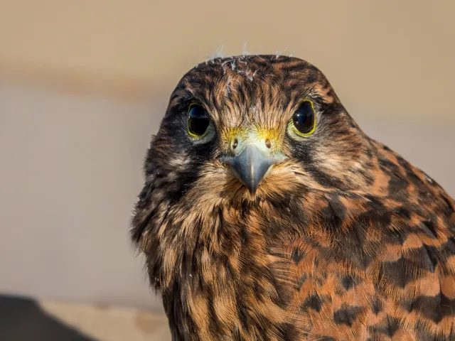 Junger Turmfalke