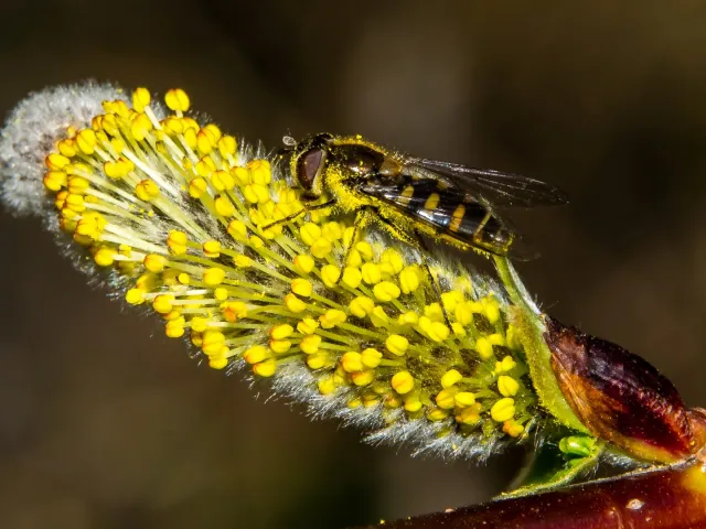 Schwebfliege auf Drachenweide