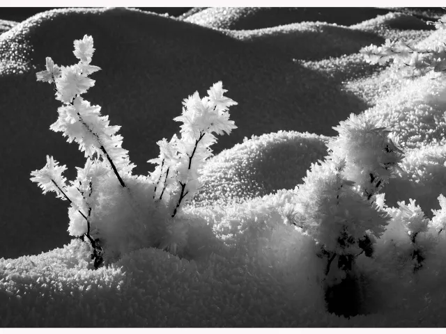 "Raureifblumen"