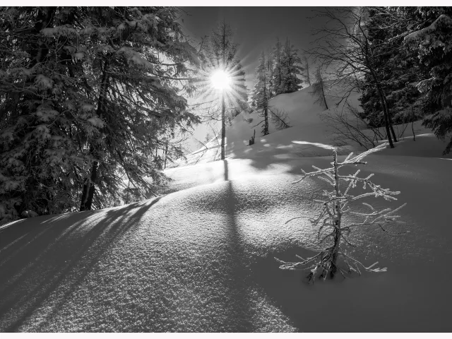 Im Gegenlicht