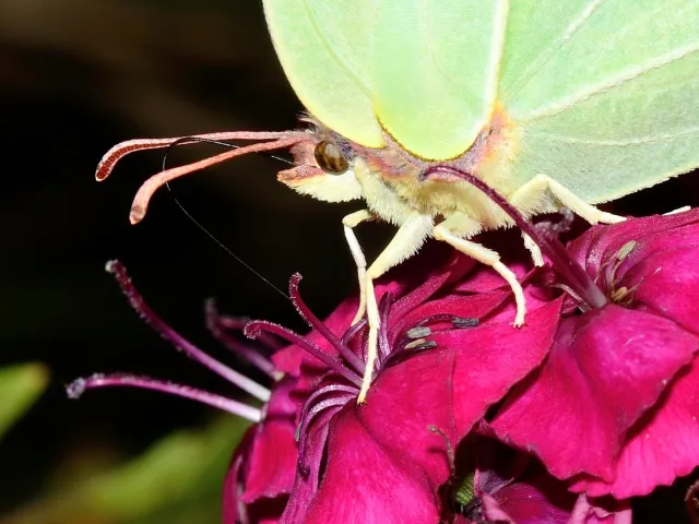 Zitronenfalter (Gonepteryx rhamni)