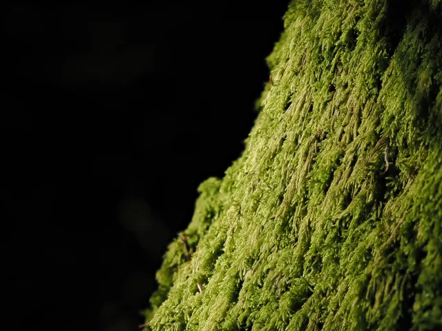 Im Wald