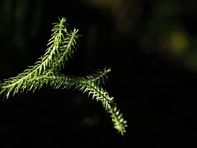 Im Wald