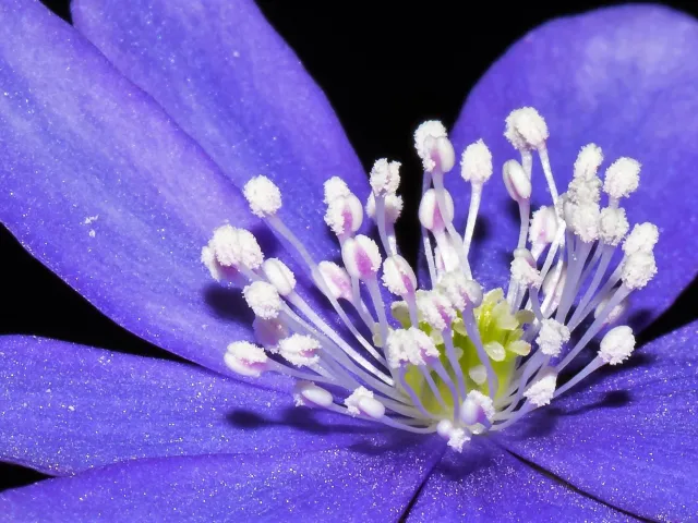Leberblümchen