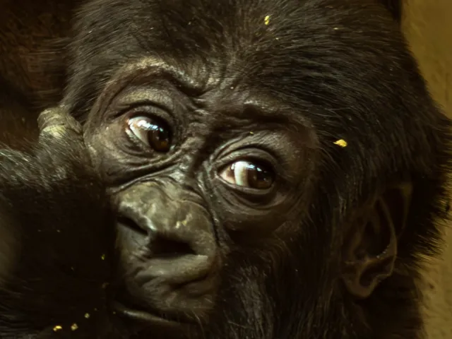 Gorillababy Krefelderzoo