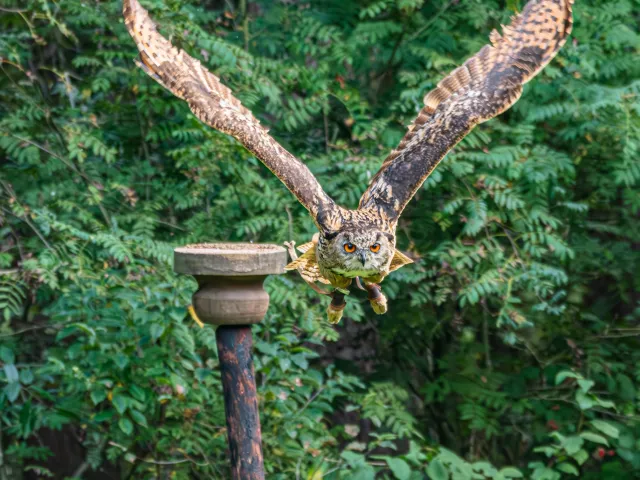 Flugschau